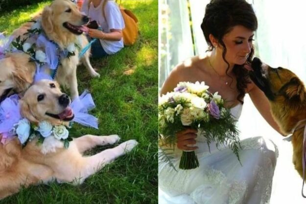 Paola Pavesio Wedding pet sitter