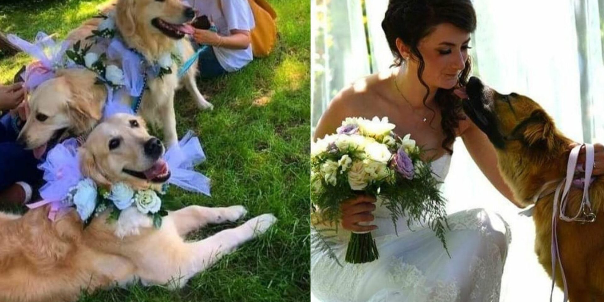 Paola Pavesio Wedding pet sitter Paola Pavesio Wedding pet sitter